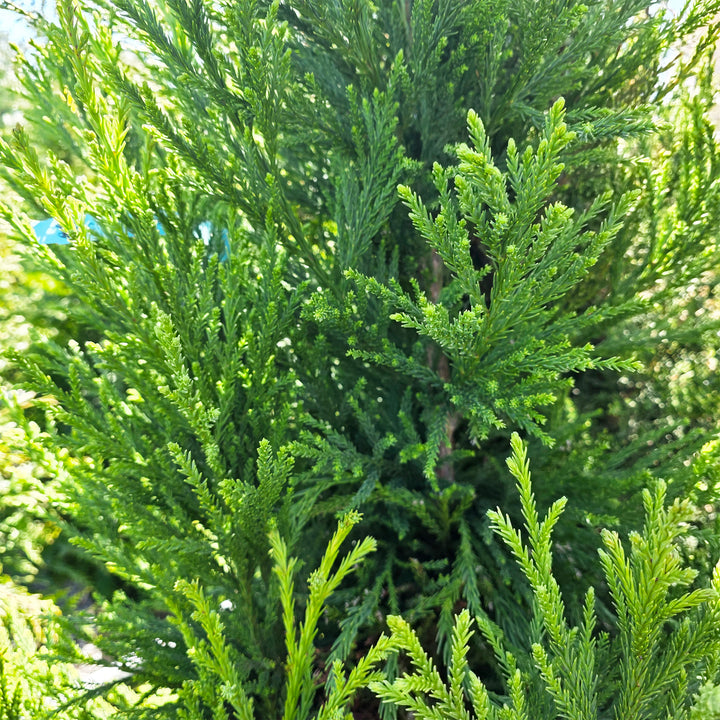 Radicans Japanese Cedar