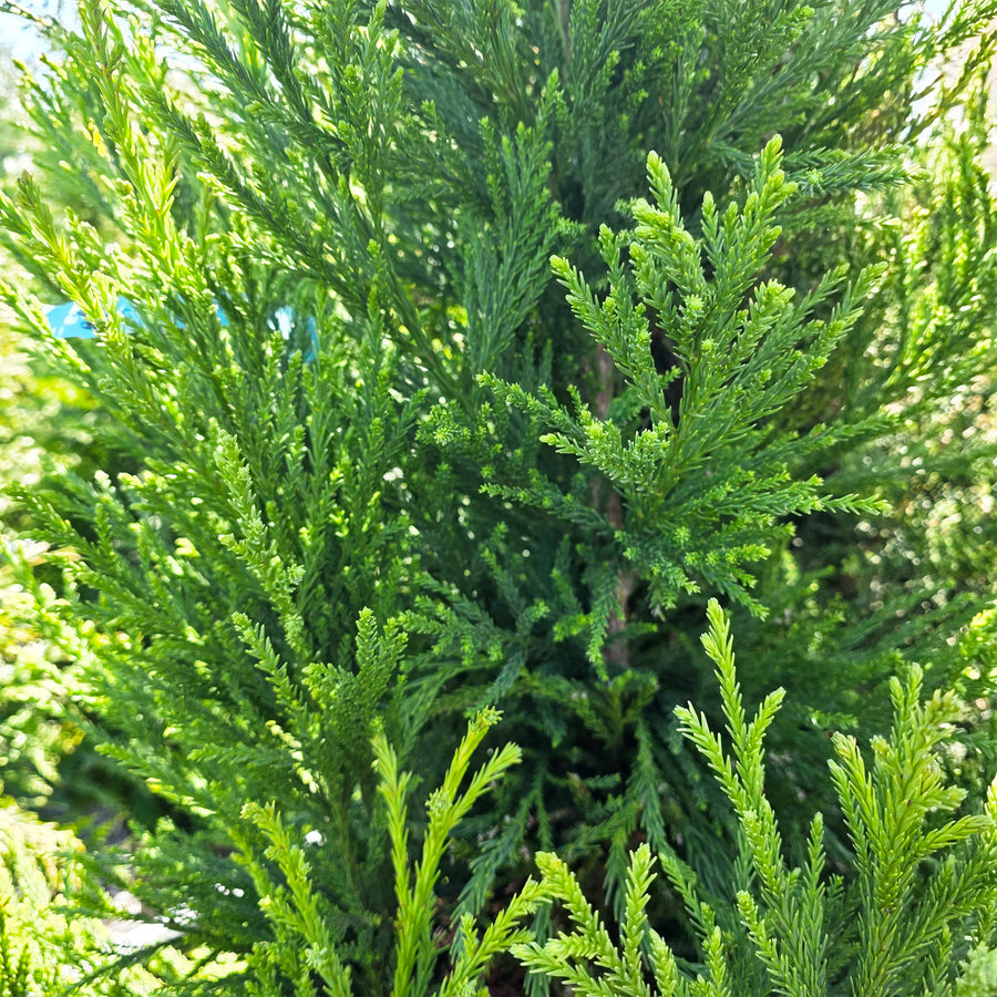 Radicans Japanese Cedar