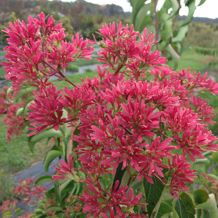 Temple of Bloom® Seven-Son Flower