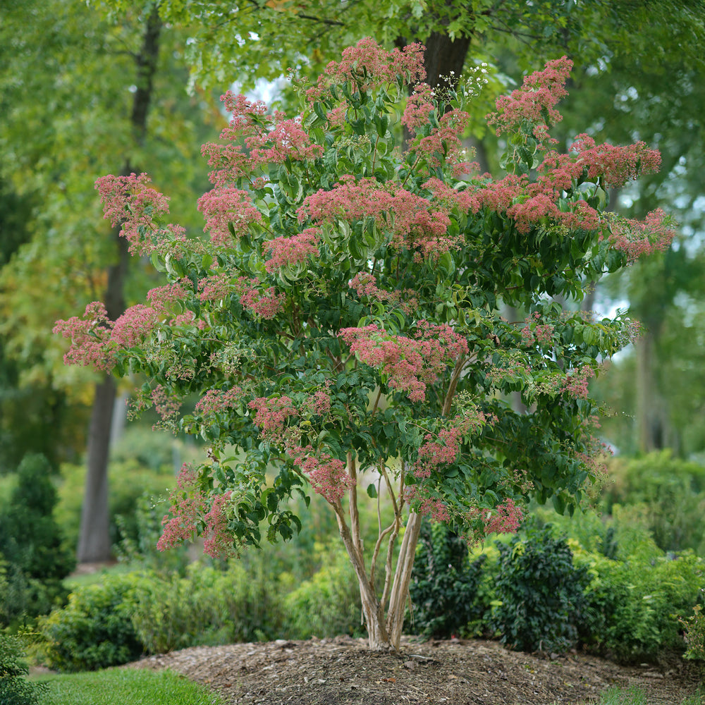 Temple of Bloom® Seven-Son Flower