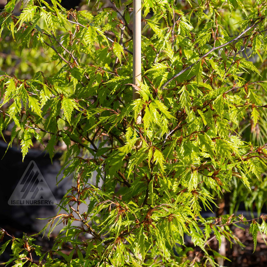 Mercedes Fernleaf European Beech