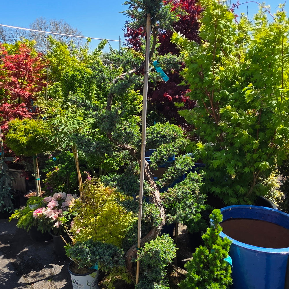 Blue Alps Chinese Juniper - Pom Pom
