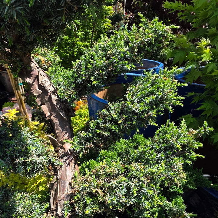 Blue Alps Chinese Juniper - Pom Pom