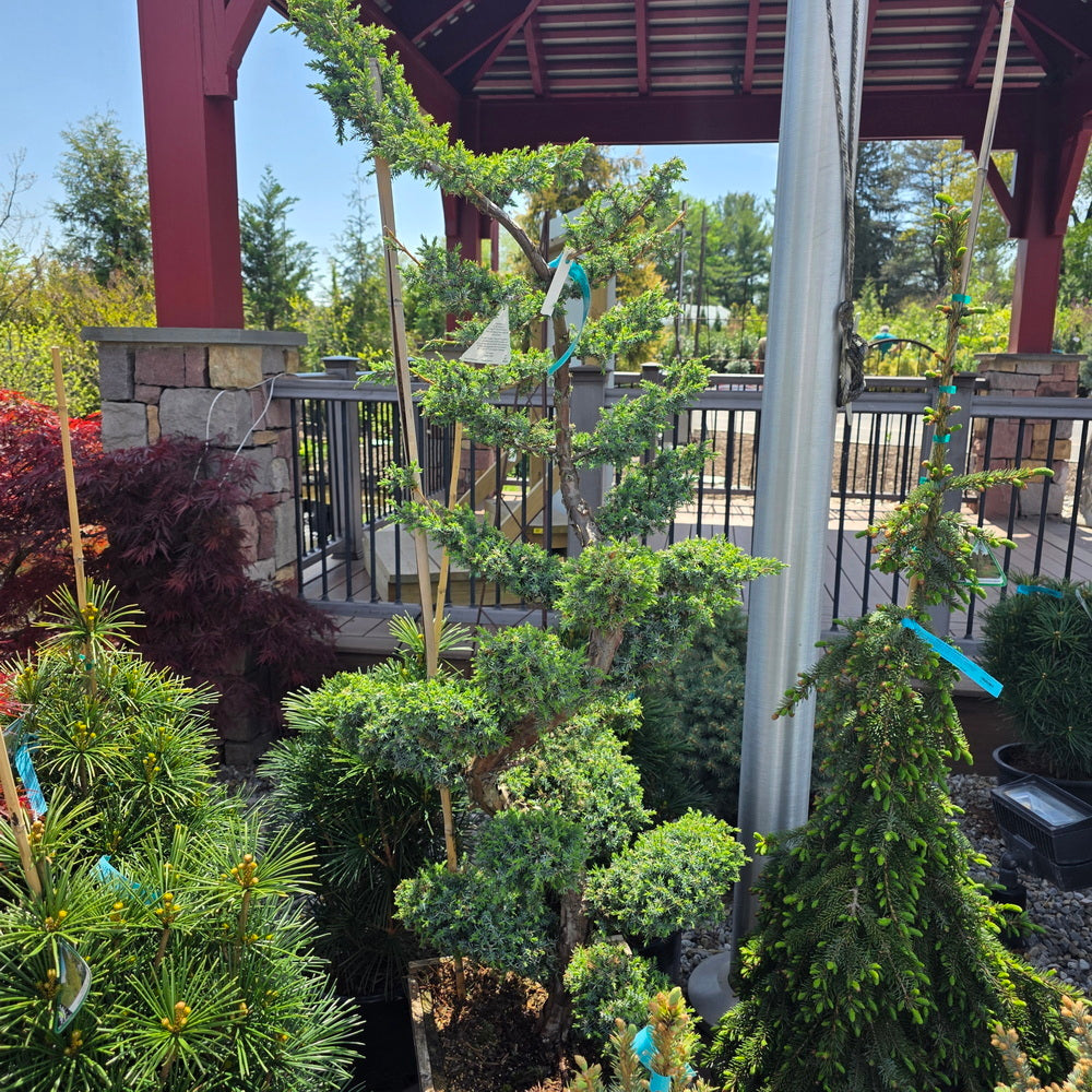 Blue Alps Chinese Juniper - Pom Pom