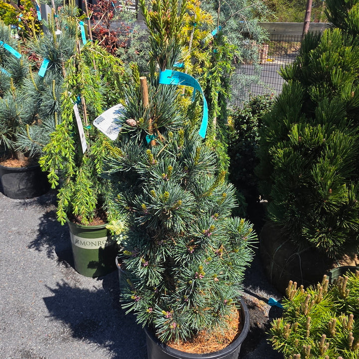 Aoi Japanese White Pine
