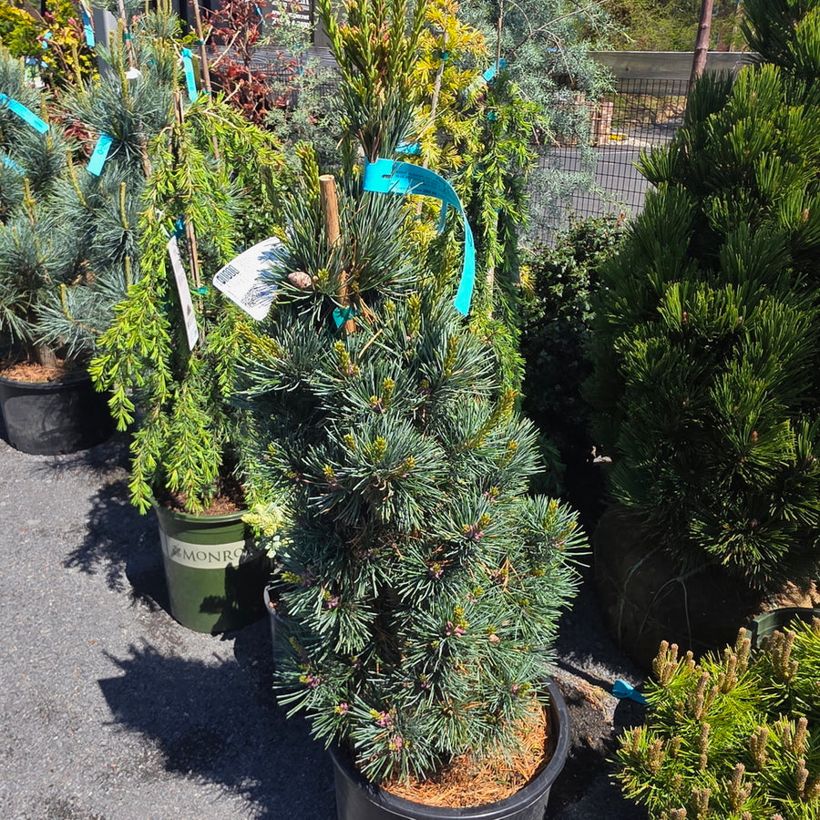 Aoi Japanese White Pine