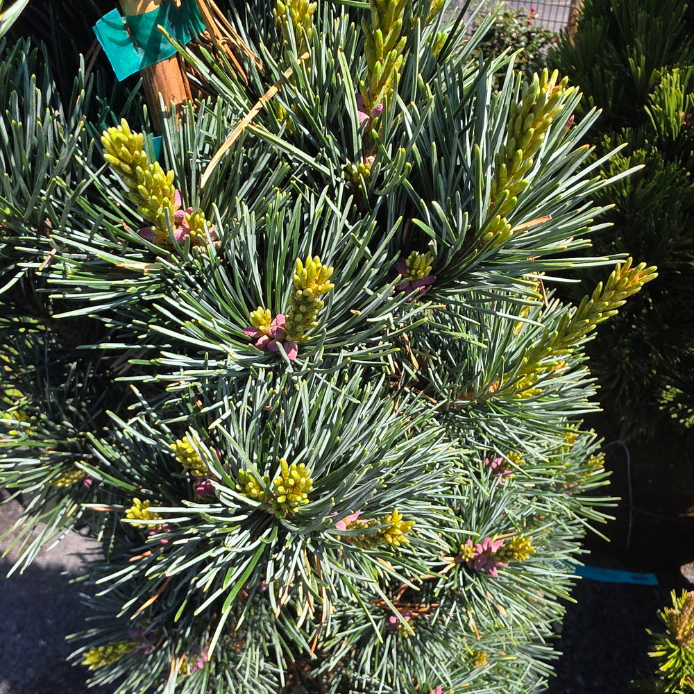 Aoi Japanese White Pine