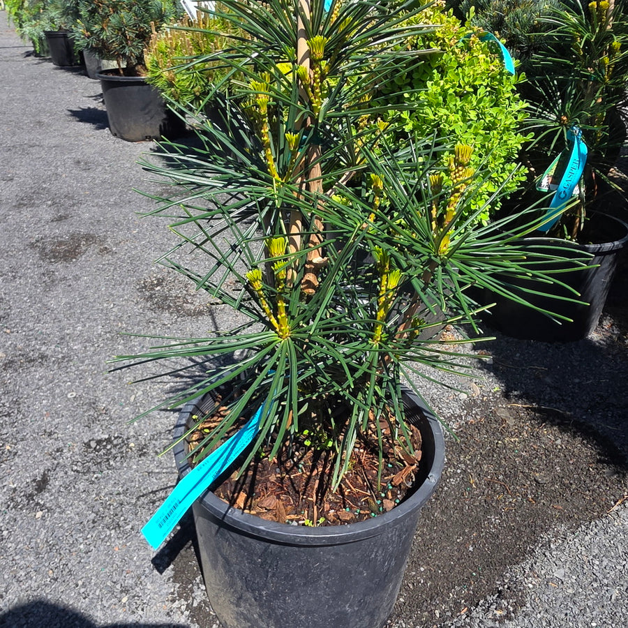 Winter Green Japanese Umbrella Pine