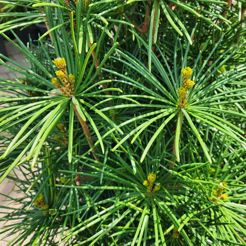 Winter Green Japanese Umbrella Pine