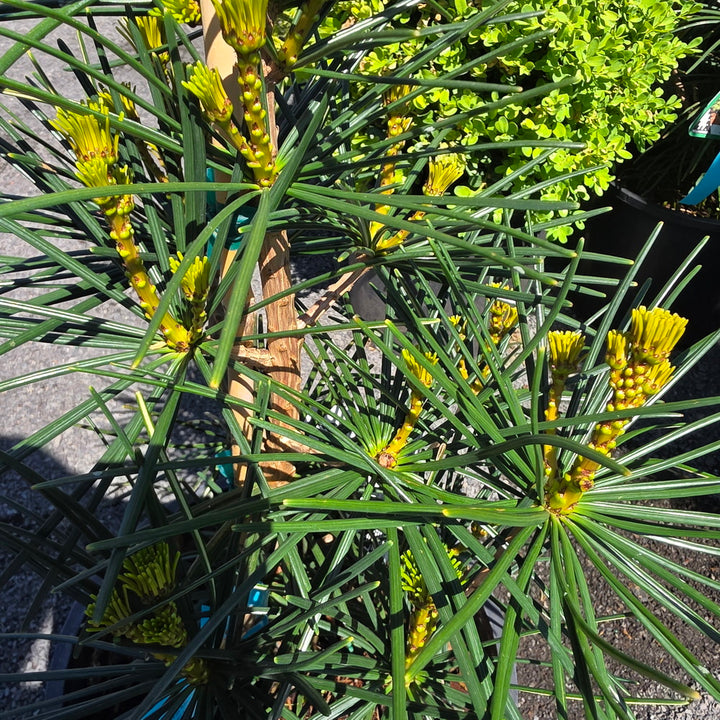 Winter Green Japanese Umbrella Pine