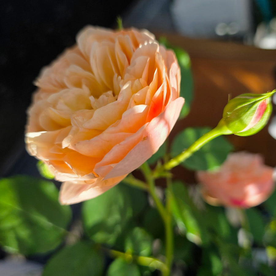 Flavorette® Honey-Apricot Edible Rose