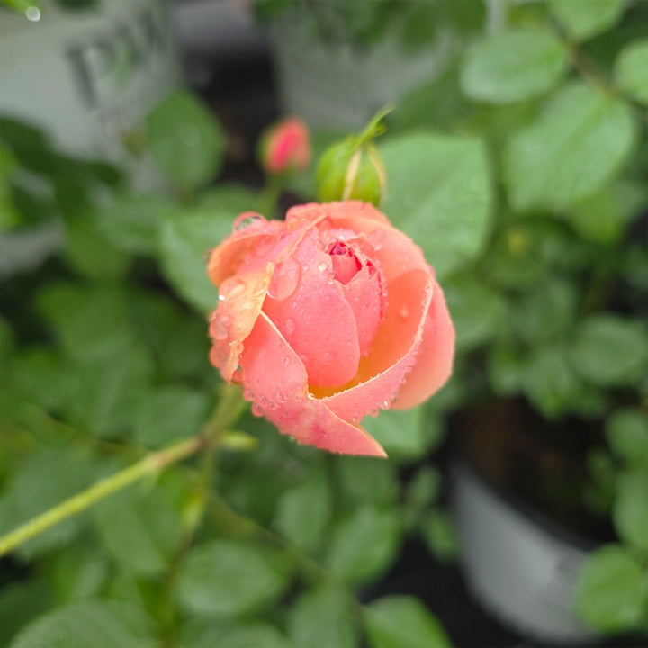 Flavorette® Honey-Apricot Edible Rose