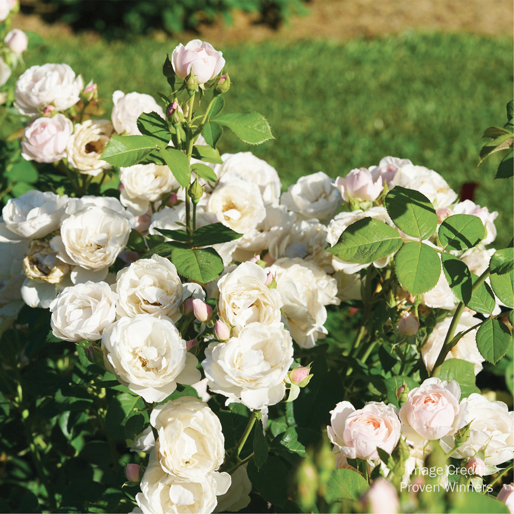 Flavorette Pear'd® Edible Rose