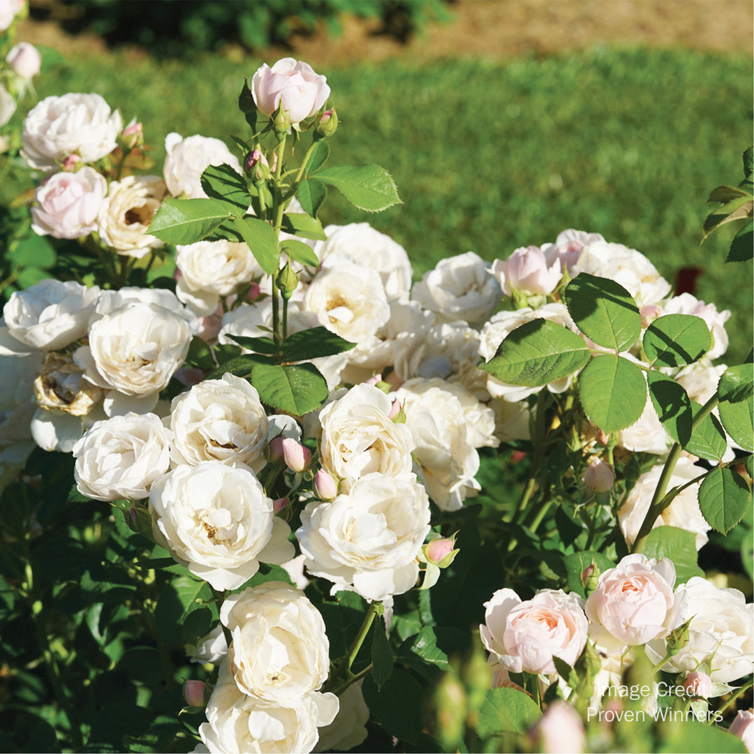 Flavorette Pear'd® Edible Rose