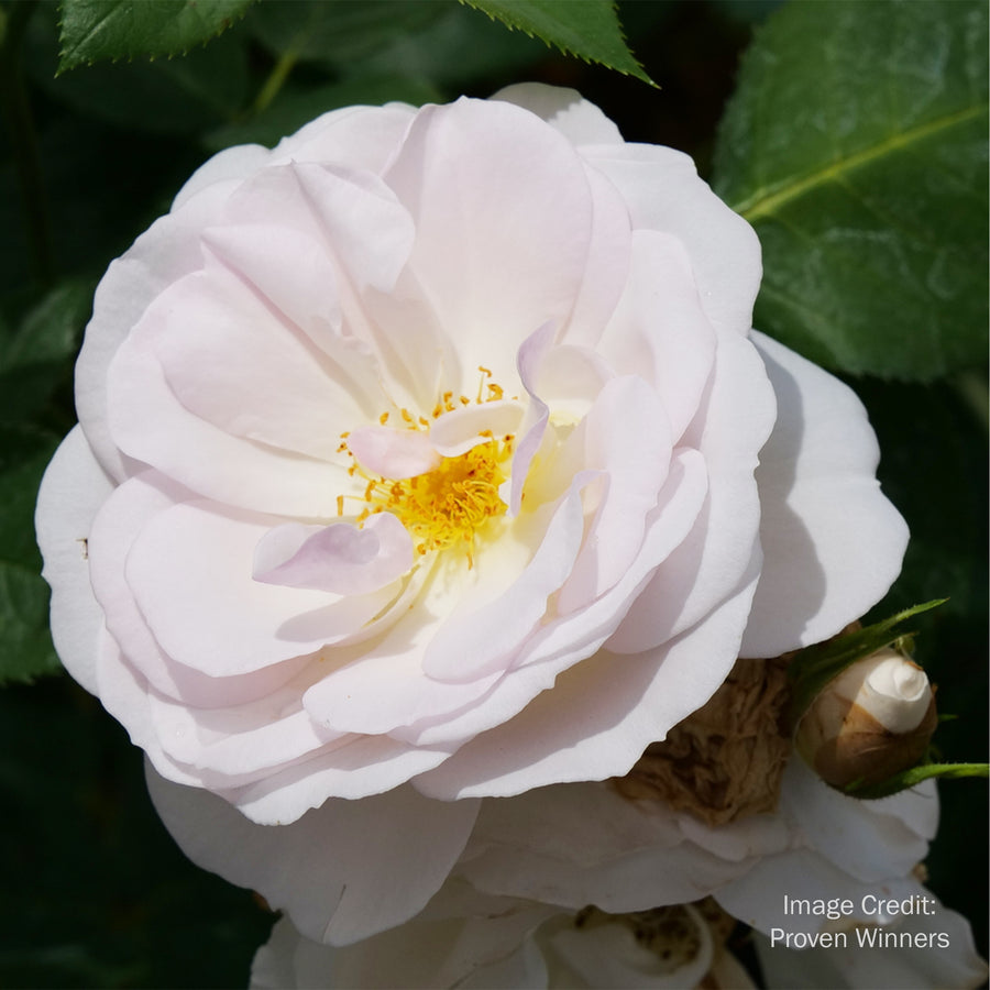 Flavorette Pear'd® Edible Rose