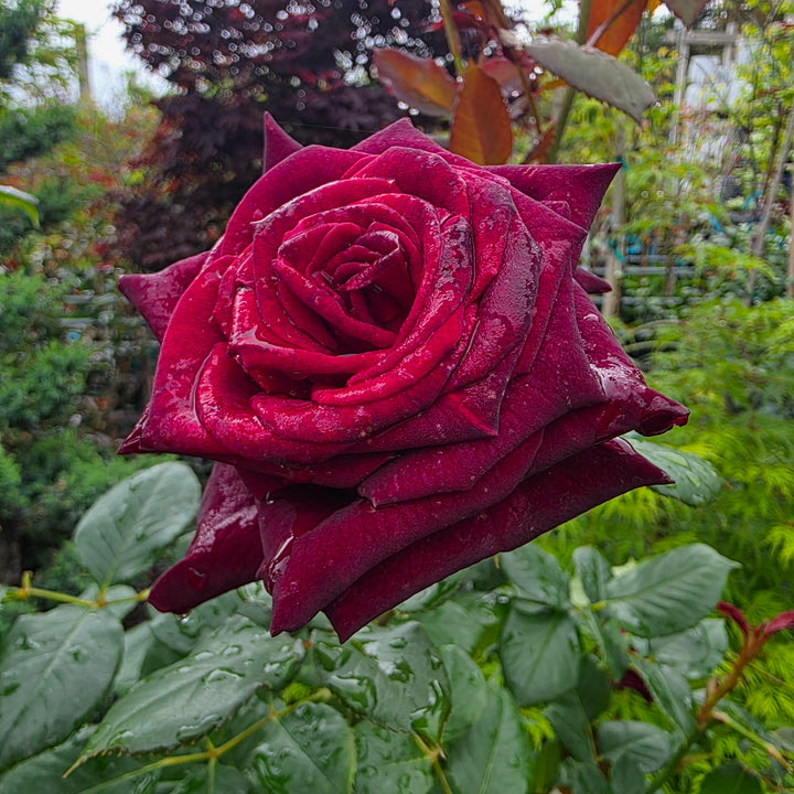 Black Baccara® Rose - Tree Form