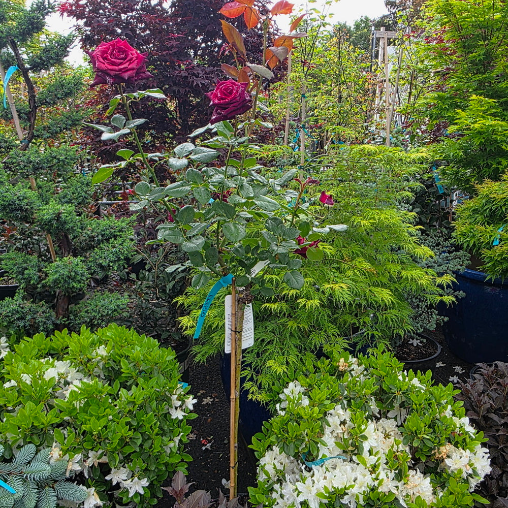 Black Baccara® Rose - Tree Form
