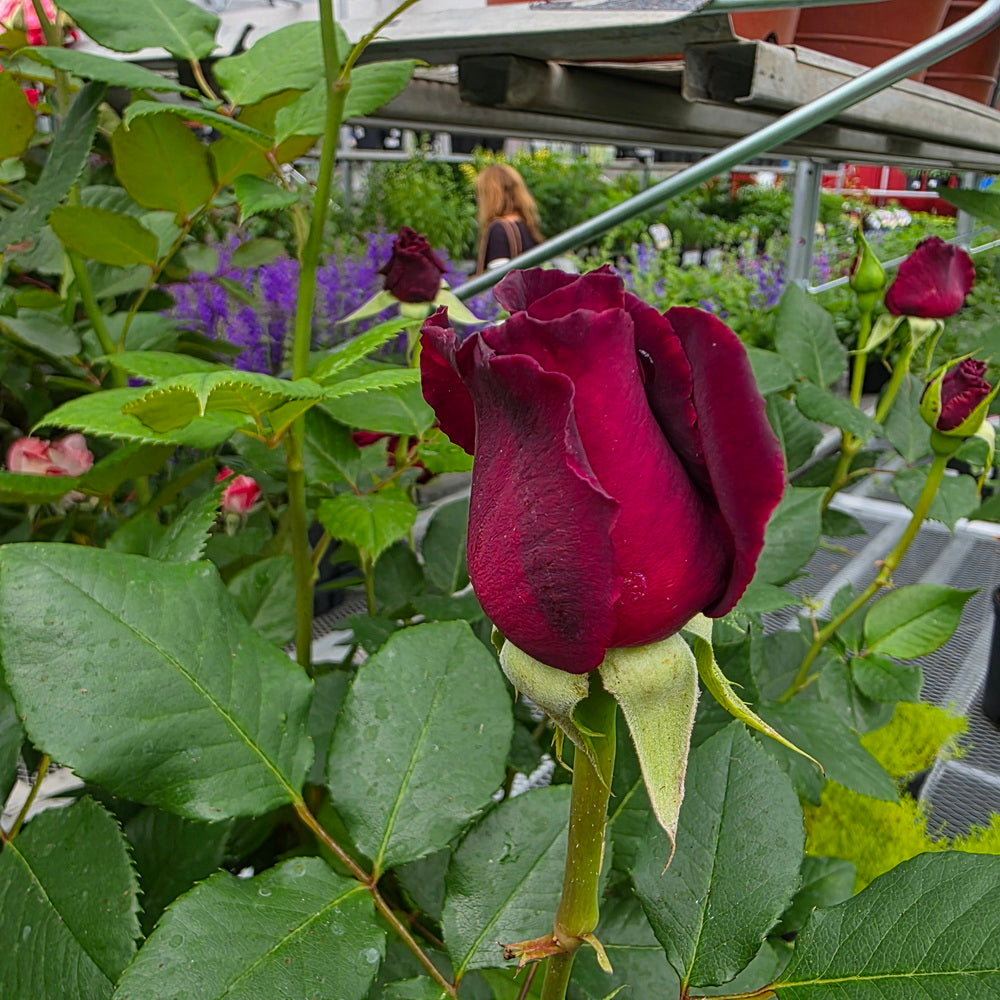 black baccara rose seeds Black Baccara® Rose
