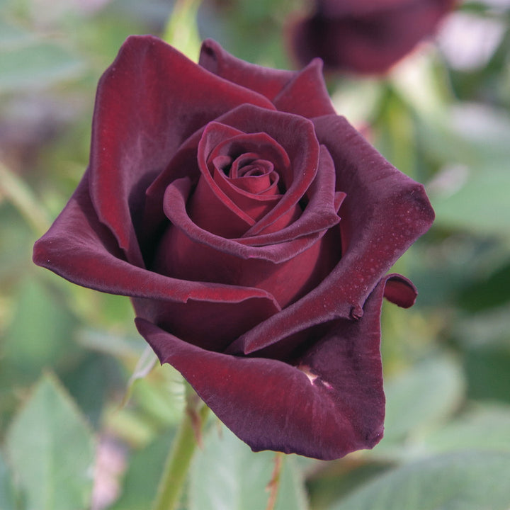 Black Baccara® Rose - Tree Form