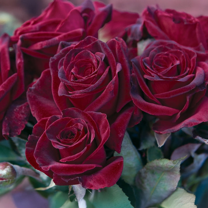 Black Baccara® Rose - Tree Form