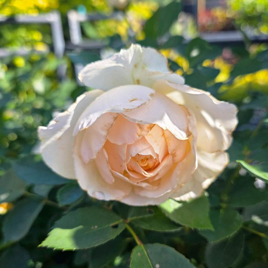 Reminiscent® Crema Rose