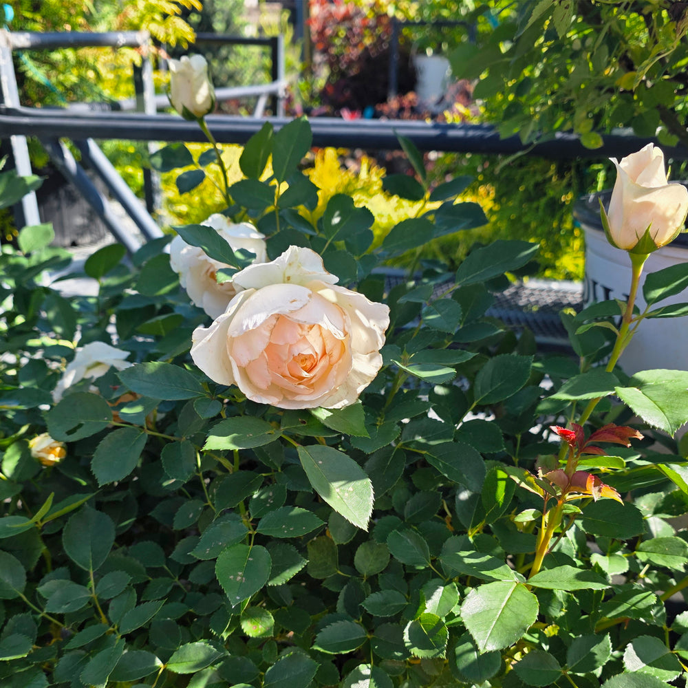 Reminiscent® Crema Rose