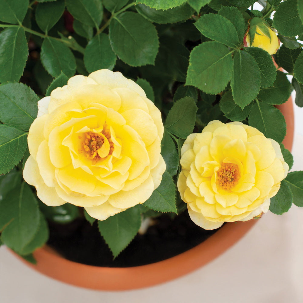 Lemon Sunblaze® Rose
