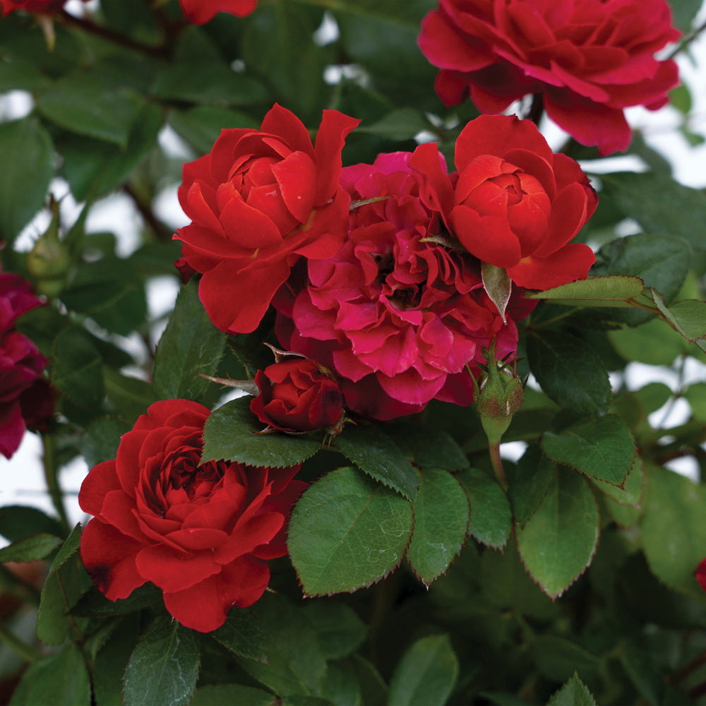 Watermelon Sunblaze® Rose