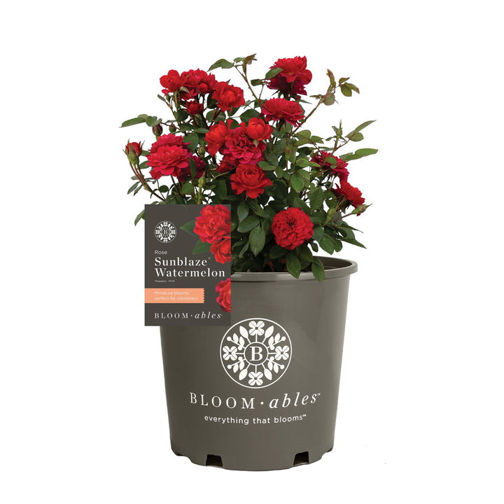 Watermelon Sunblaze® Rose