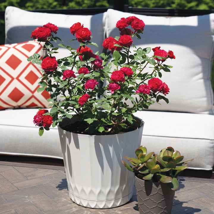 Watermelon Sunblaze® Rose