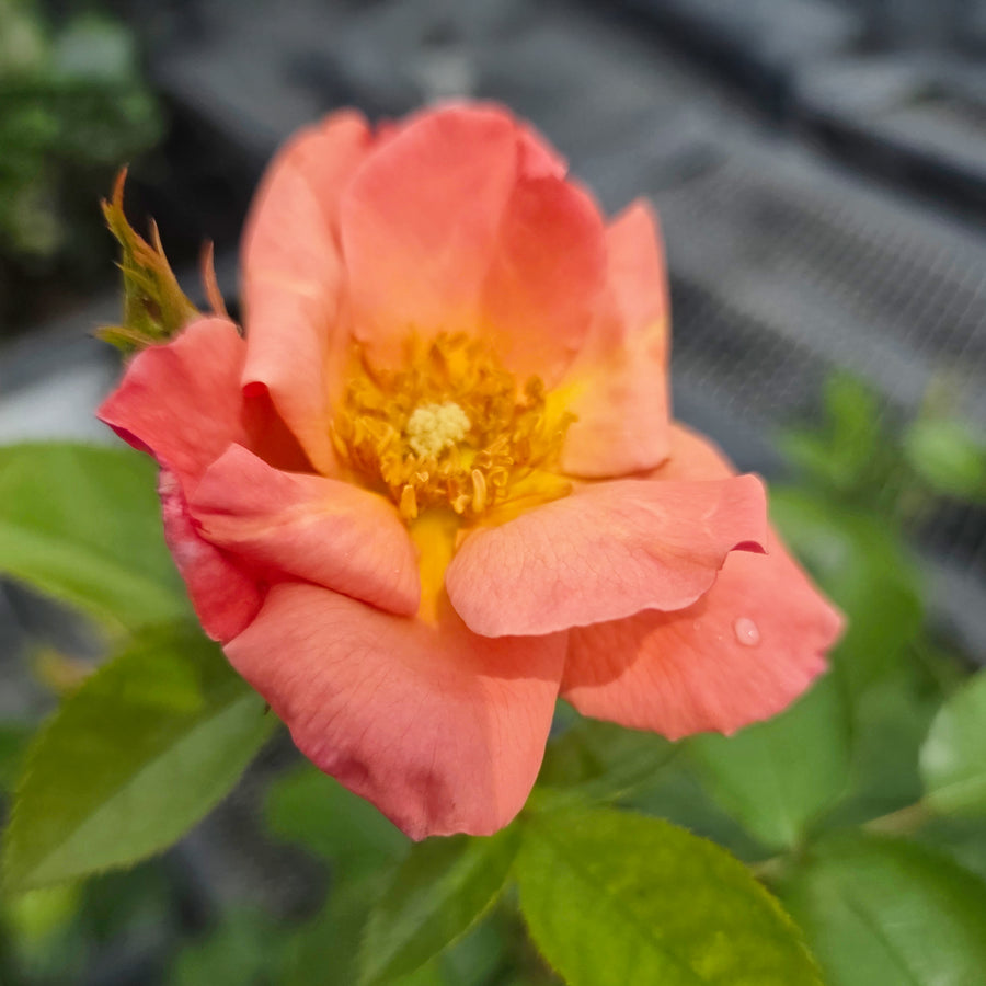 Easy Elegance® All the Rage Rose