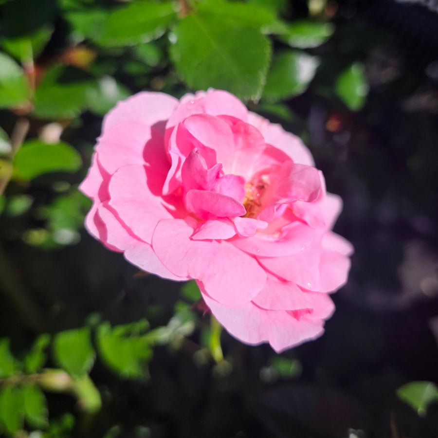 Bonica® Rose