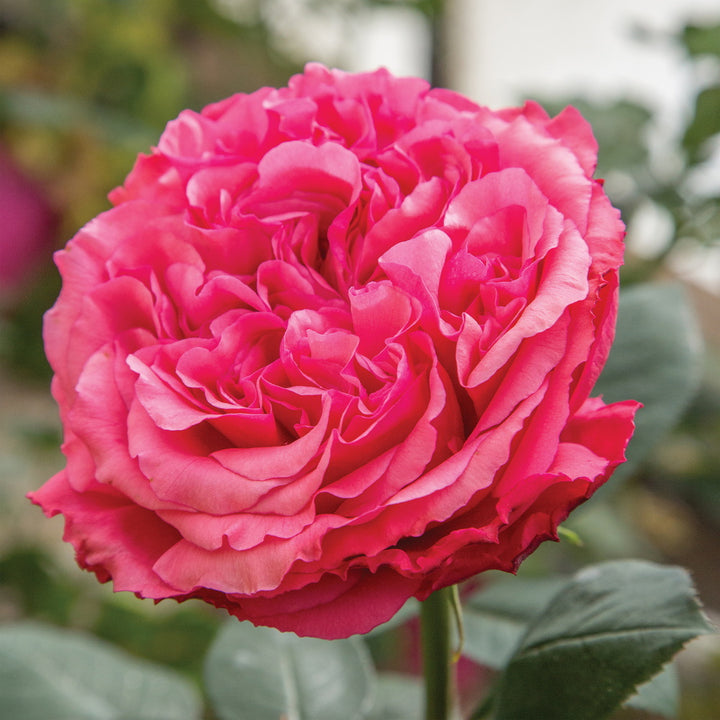Loves Me, Loves Me Not™ Rose
