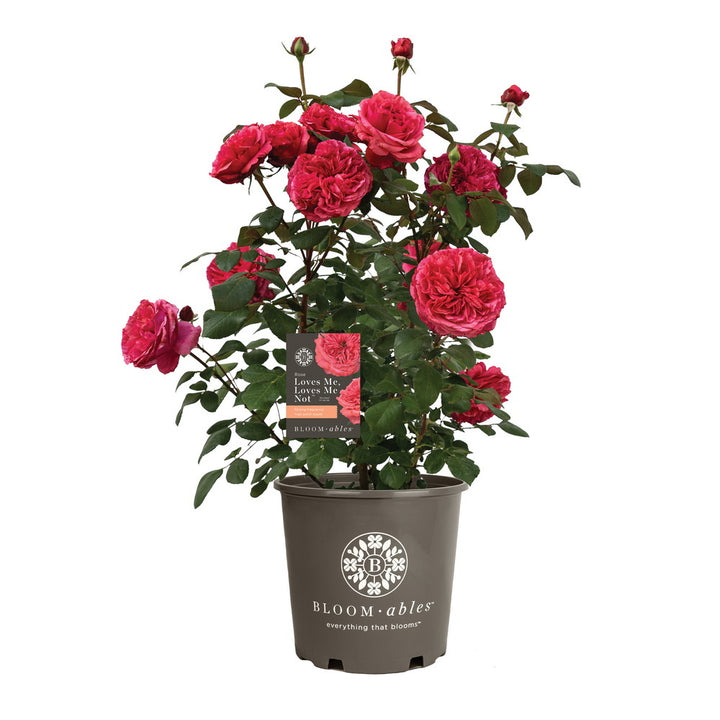 Loves Me, Loves Me Not™ Rose