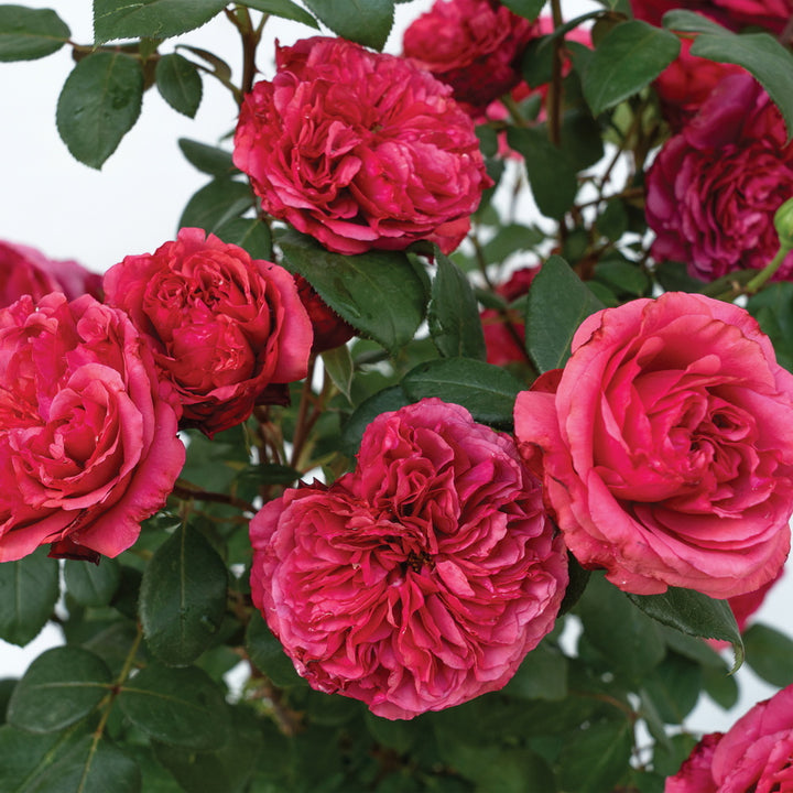 Loves Me, Loves Me Not™ Rose