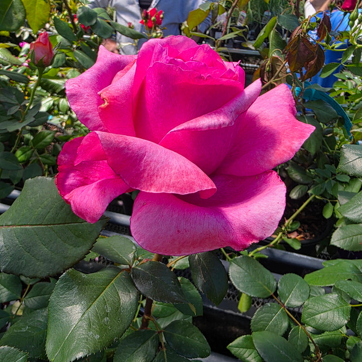 Loves Me, Loves Me Not™ Rose