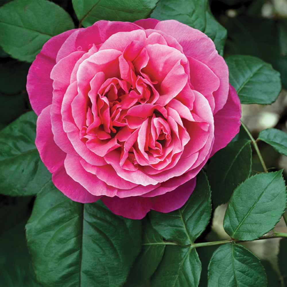 Dee-Lish® Rose