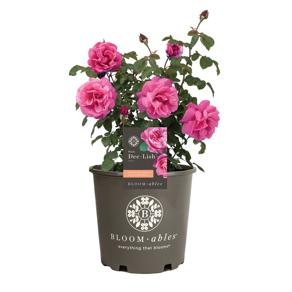 Dee-Lish® Rose