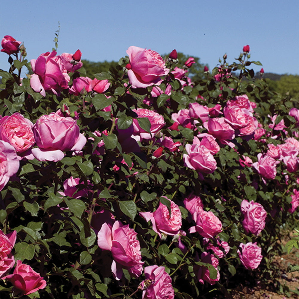 Dee-Lish® Rose