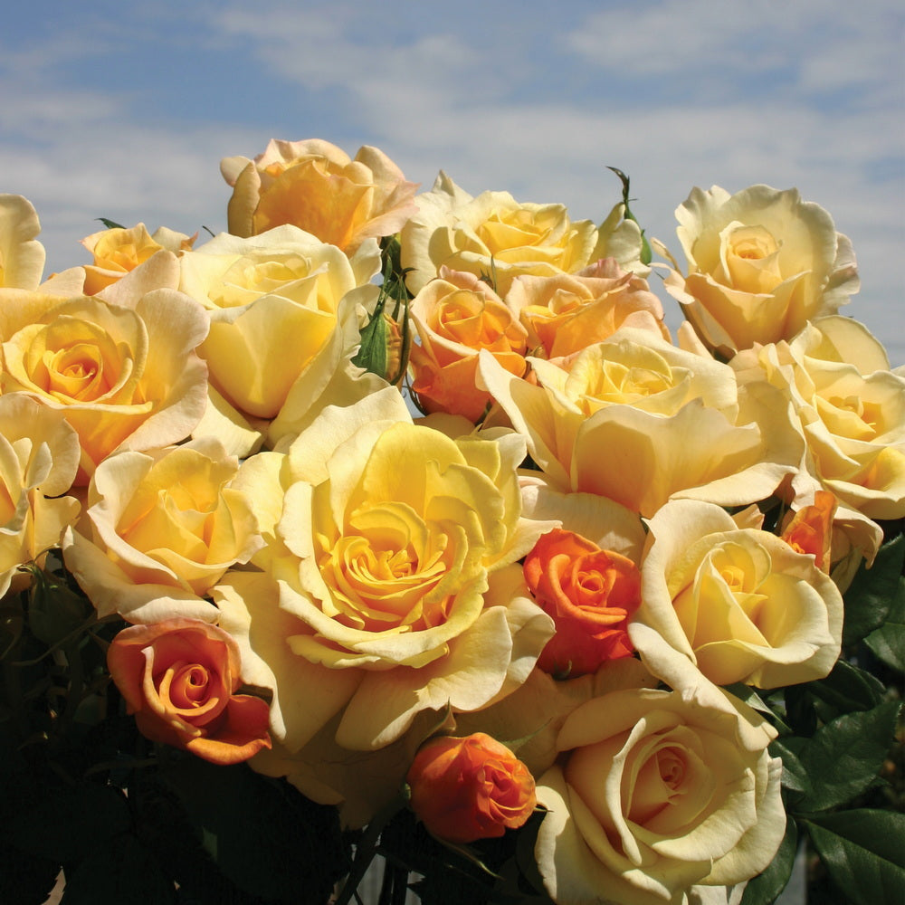Eleganza® Sunny Sky™ Rose