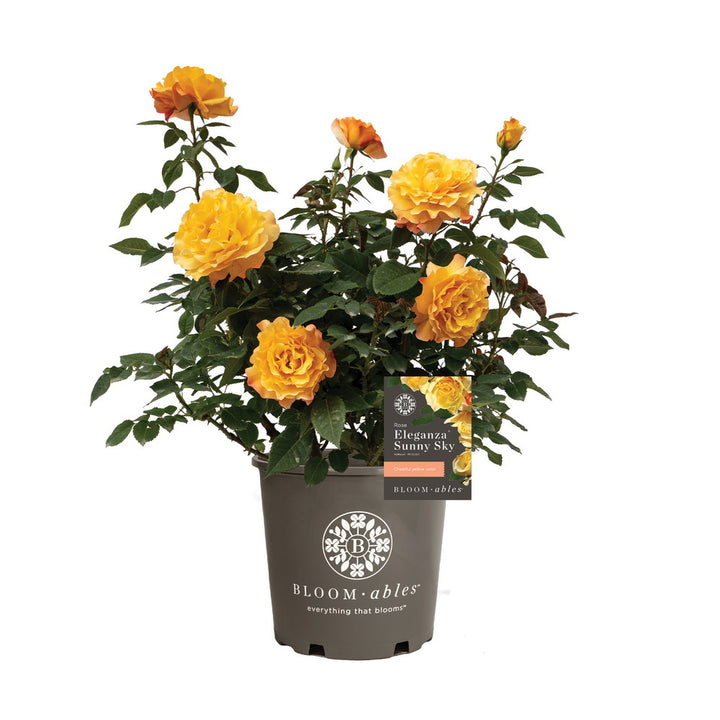 Eleganza® Sunny Sky™ Rose