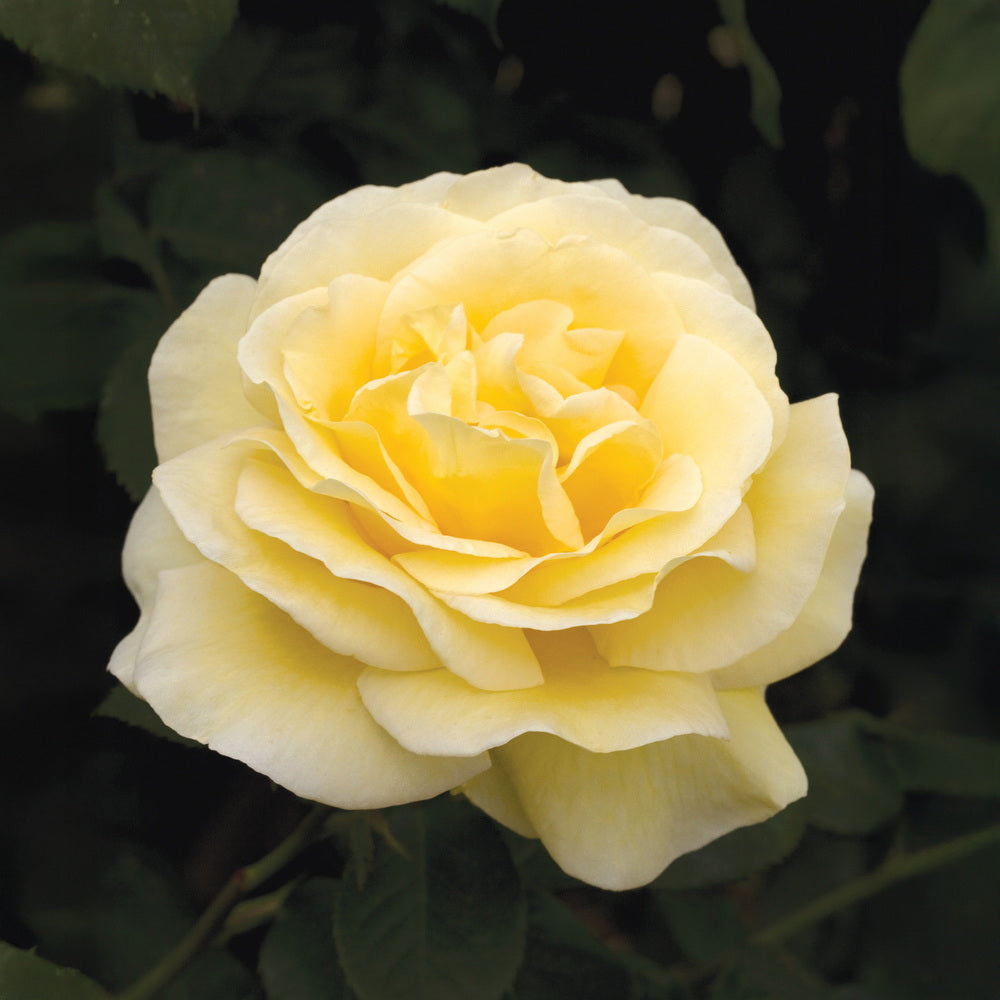 Sunshine Daydream™ Rose