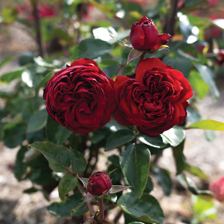 Tiamo™ Rose