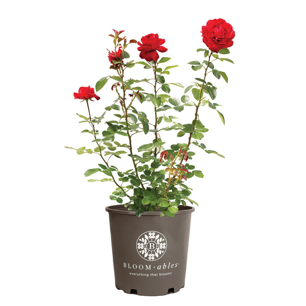 Tiamo™ Rose