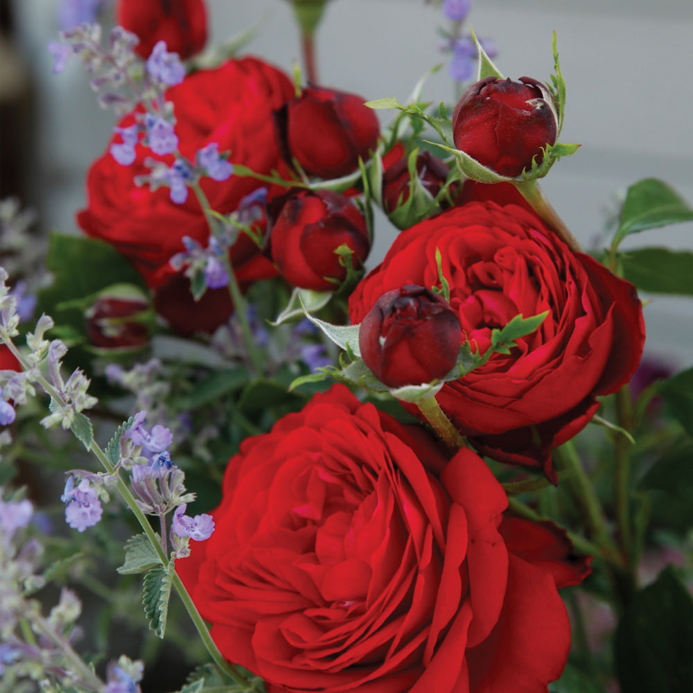 Tiamo™ Rose