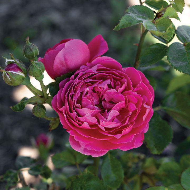 PowerPuff Pink® Rose