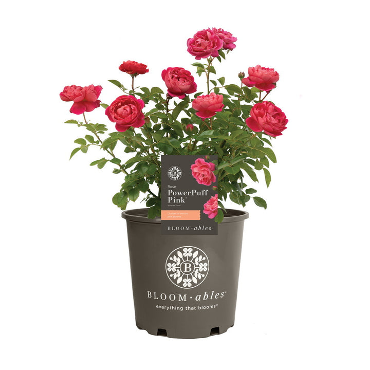 PowerPuff Pink® Rose