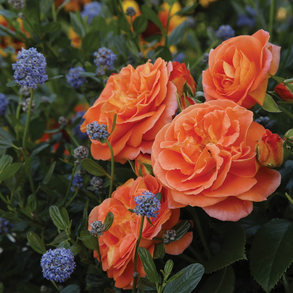 Veranda® Mango Rose