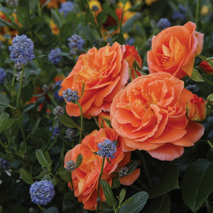 Veranda® Mango Rose