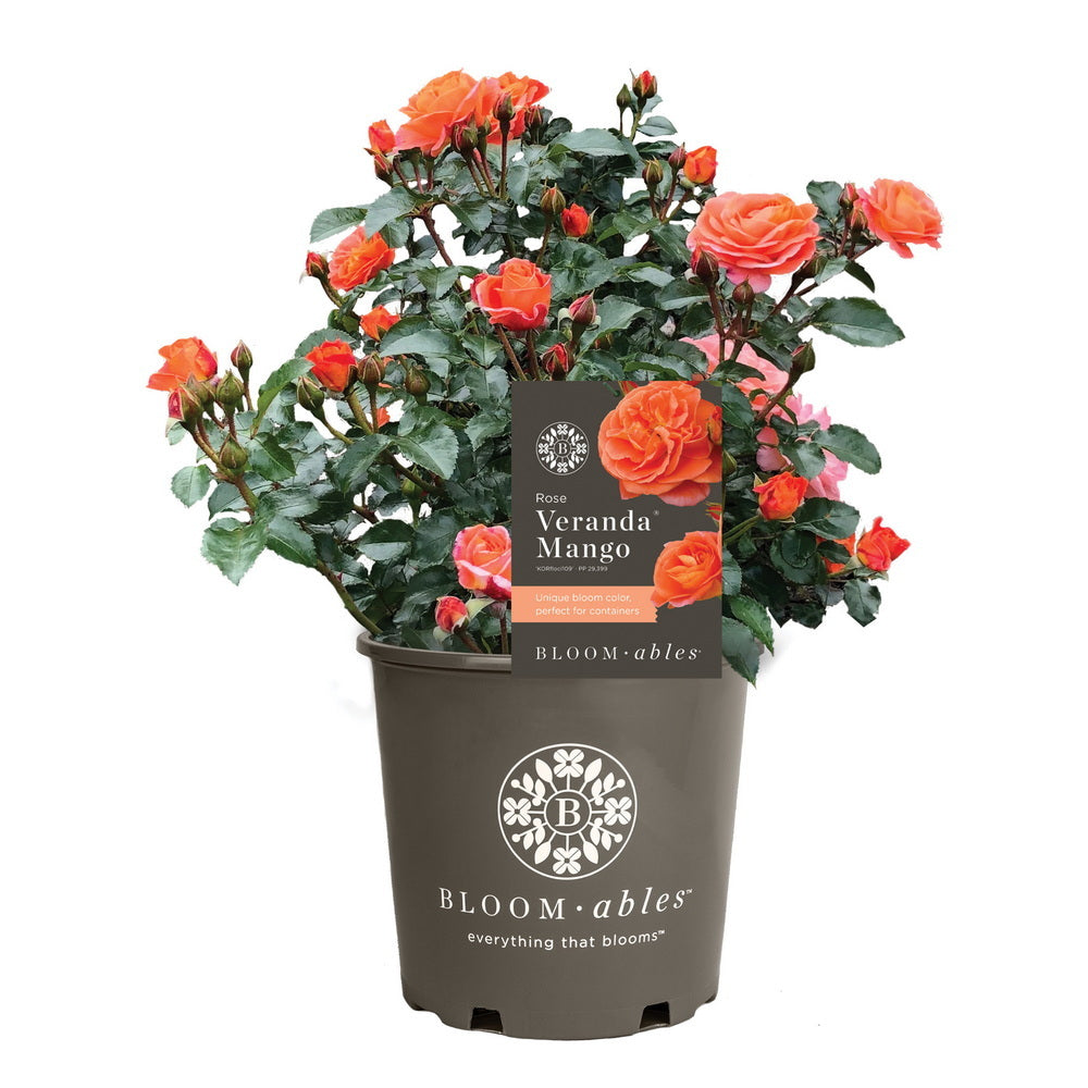 Veranda® Mango Rose